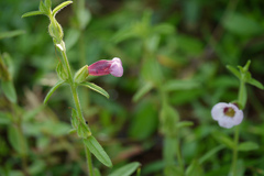 Centranthera indica